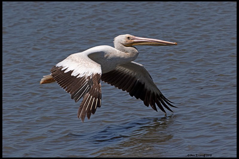 _8SB9887 american white pelican.jpg